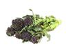 Broccoli: Purple Sprouting