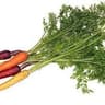 Carrot: Bunched Rainbow Carrots