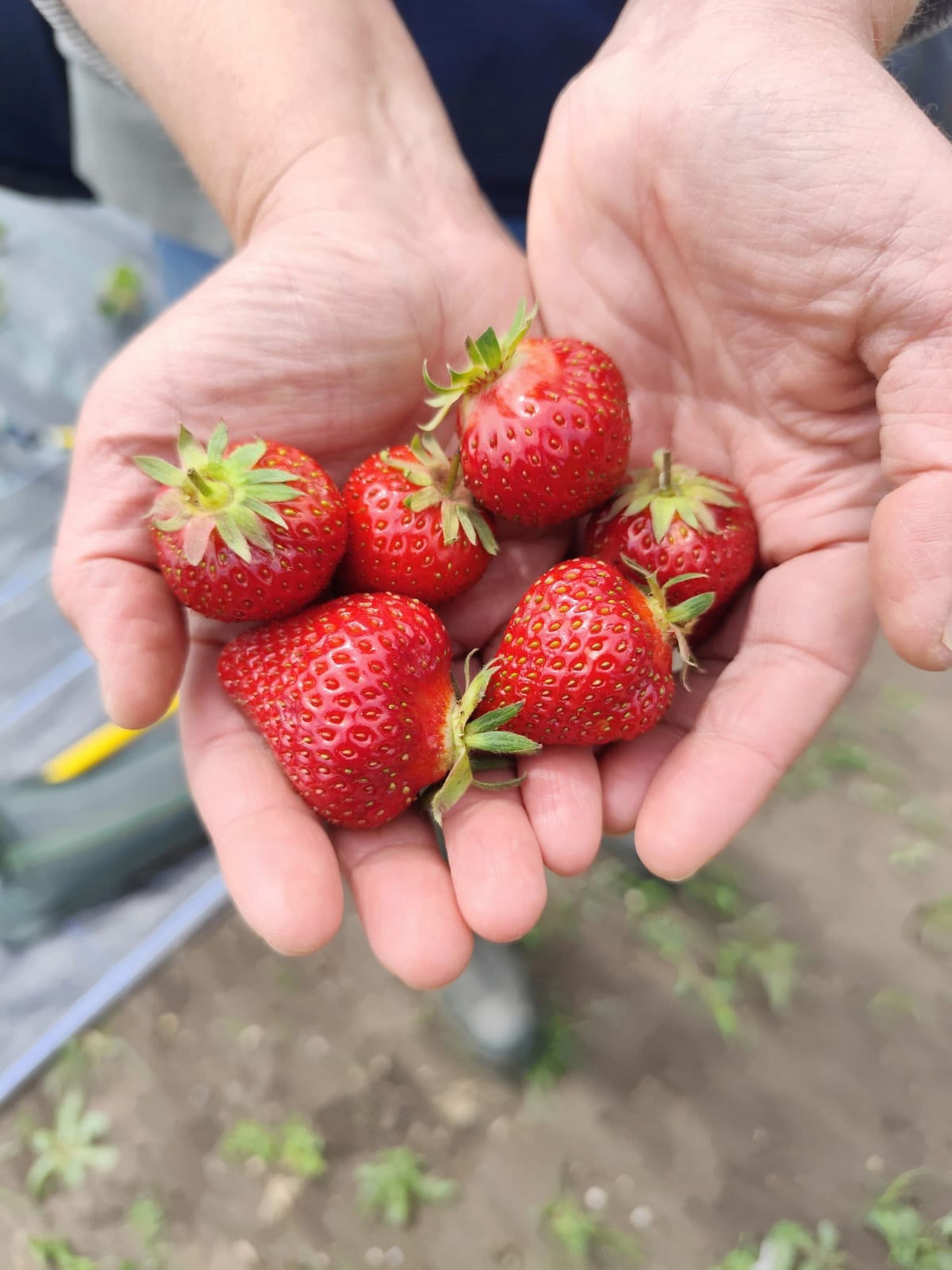Strawberry Punnet 250g